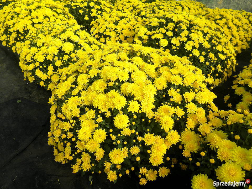 Sprzedam CHRYZANTEMY Gierlachów sprzedam