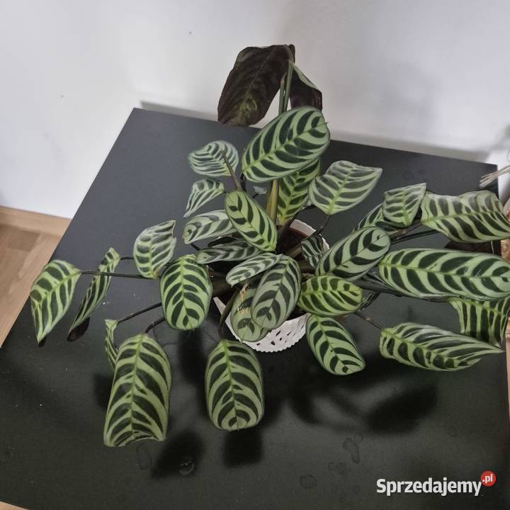 Calathea ctenanthe burle marxii fishbone kwiaty Skuły