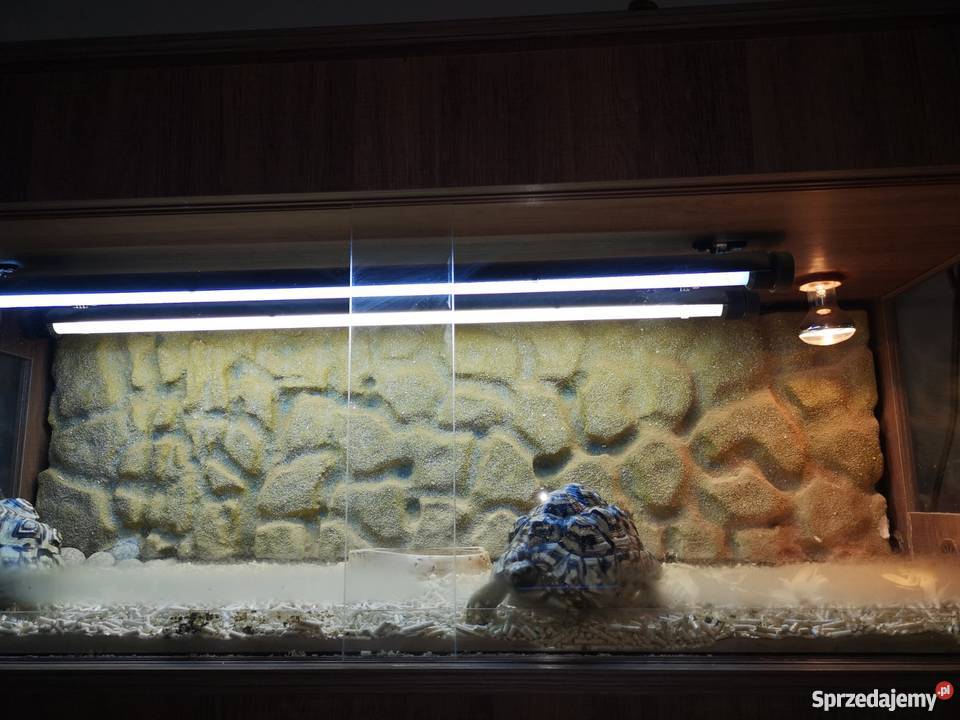 Żółwie Lamparcie 2 Terrarium Zwierzęta Milejów