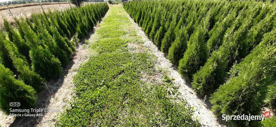 Tuja szmaragd 110120 2022 Producent lubelskie Bychawa