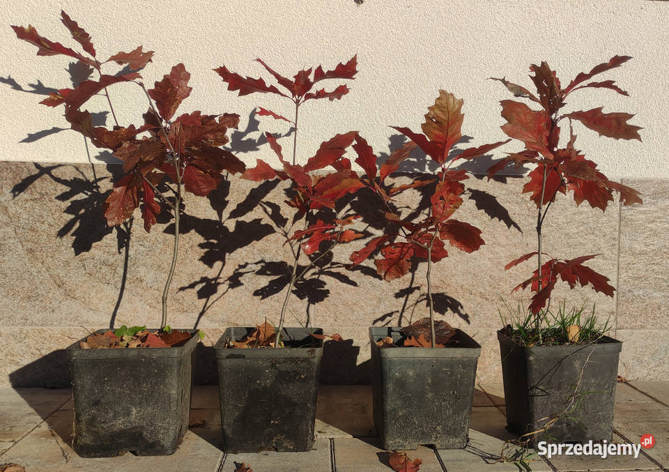 Sadzonki w doniczkach dąb czerwony Quercus rubra Rolnictwo Iwonicz