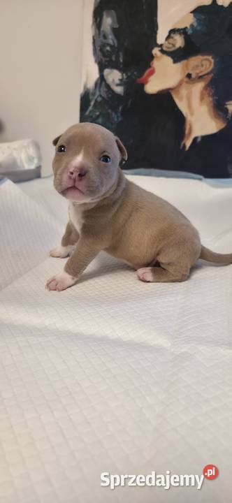 Śliczne szczenięta American Bully Pocket zdrowe Gdańsk