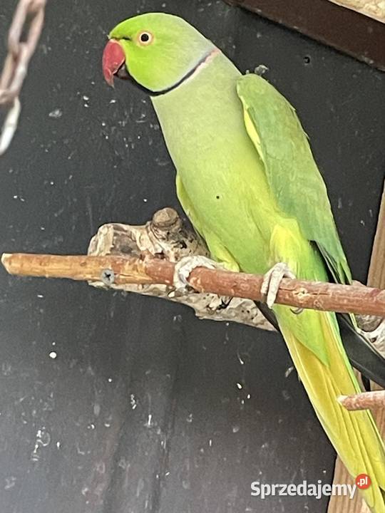 Sprzedam Aleksandretaę obrożę małopolskie Tarnów sprzedam