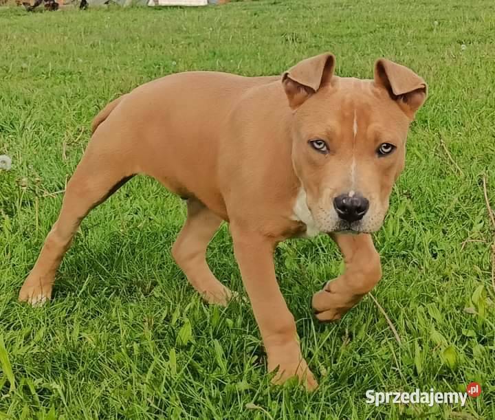 Szczeniak amstaff Łęczna