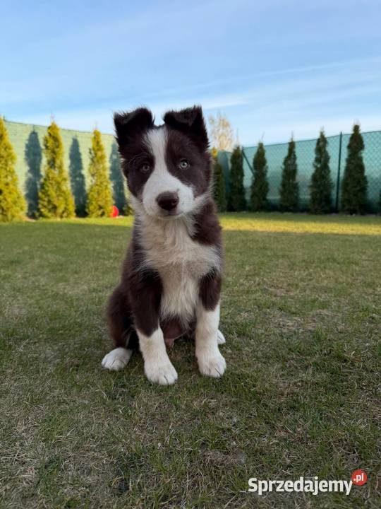 Szczeniaki Border Collie pomorskie Jagatowo