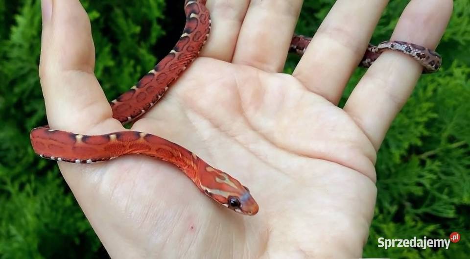 Wąż zbożowy SCALELESS węże zbożowe Red Factor Warszawa