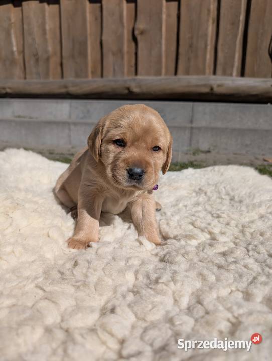 Labrador retriever sprzedam