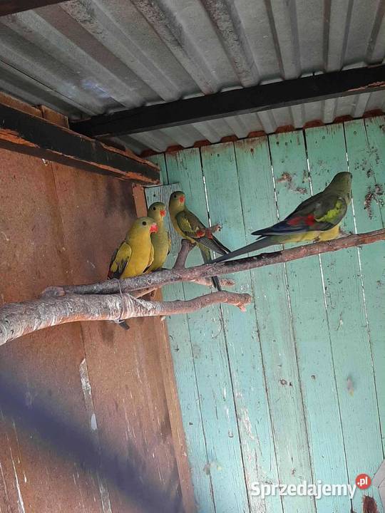 Papugi górskie berg 25r Skała