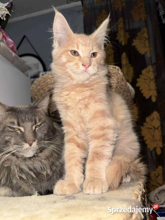 kocurek i kotka Maine Coon