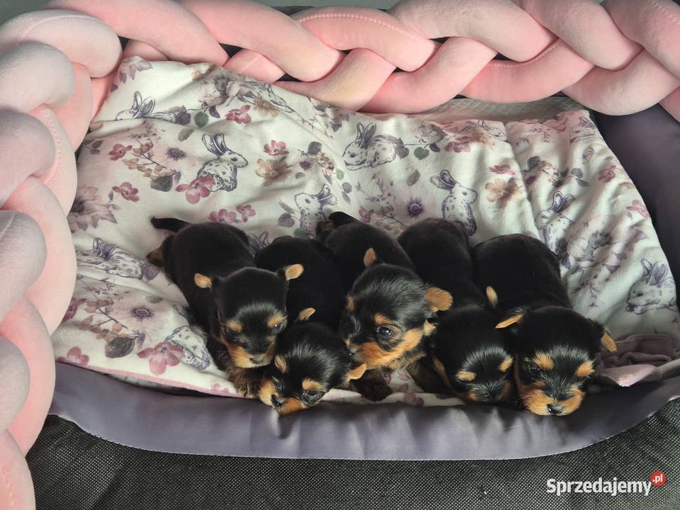 Yorkshire Terrier malutki chłopiec Poddębice