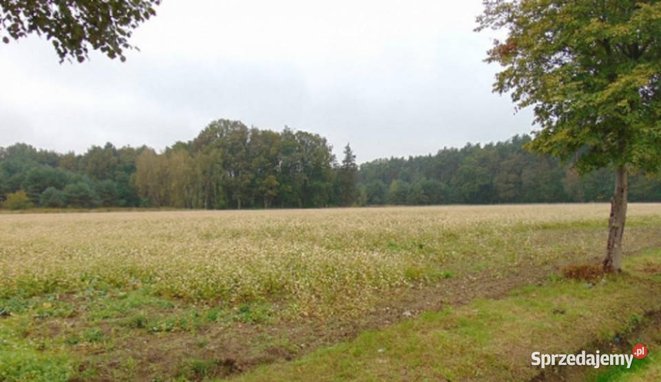 Syndyk sprzeda udział w działceŁubniany