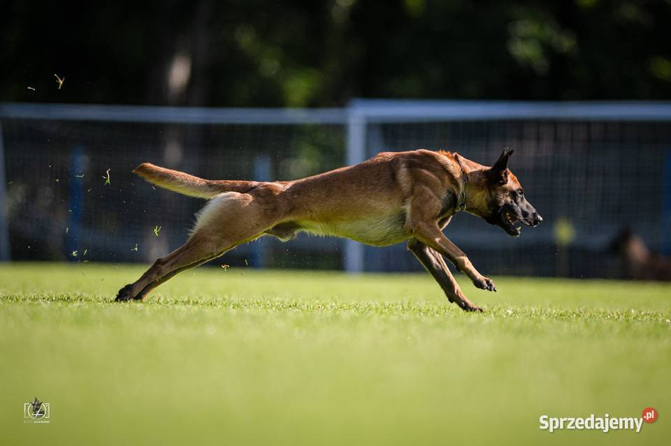Owczarek Belgijski Malinois FCIZKWP Lubnów