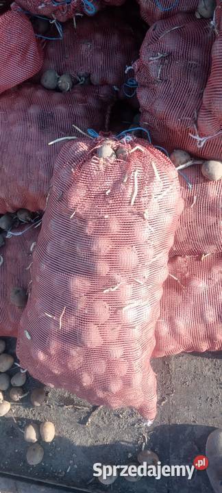 Sprzedam sadzeniaki Pozostałe łódzkie Trębaczew