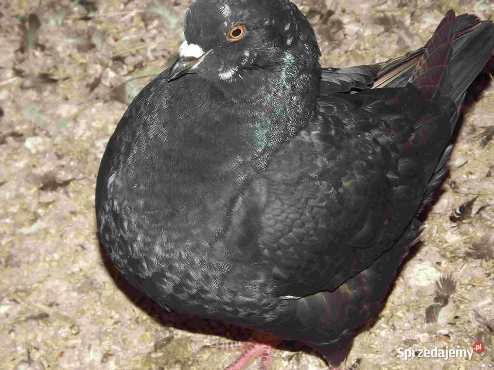 sprzedam gołębie Podborze