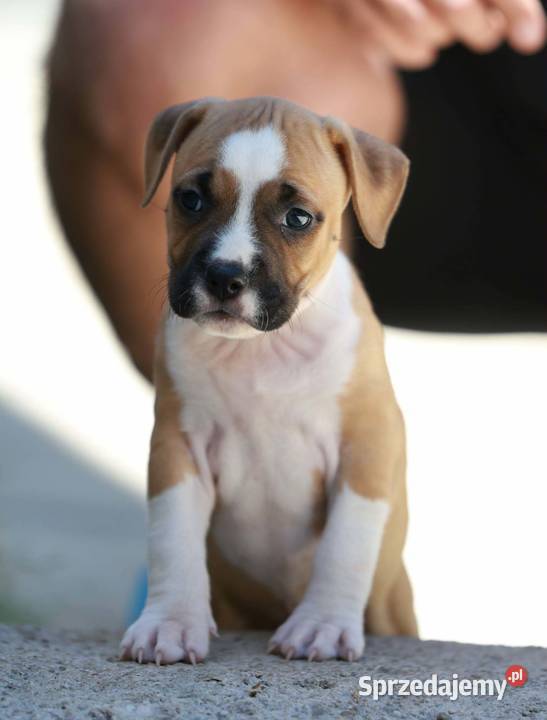 American Staffordshire Terrier szczenięta małopolskie Wapienne