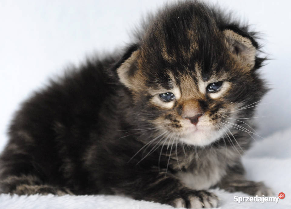 Kociaczki maine coon z prawdziwym rodowodem Brzezia Łąka