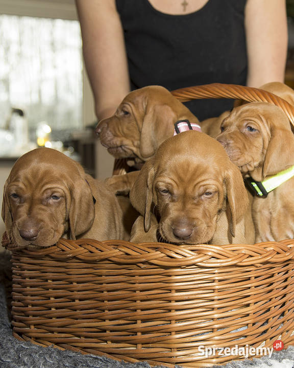 Wyżeł Węgierski szczeniaki FCI ZKwP Vizsla