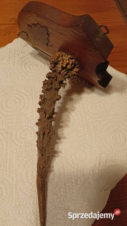 Róg koziołka sarny na desce Toruń