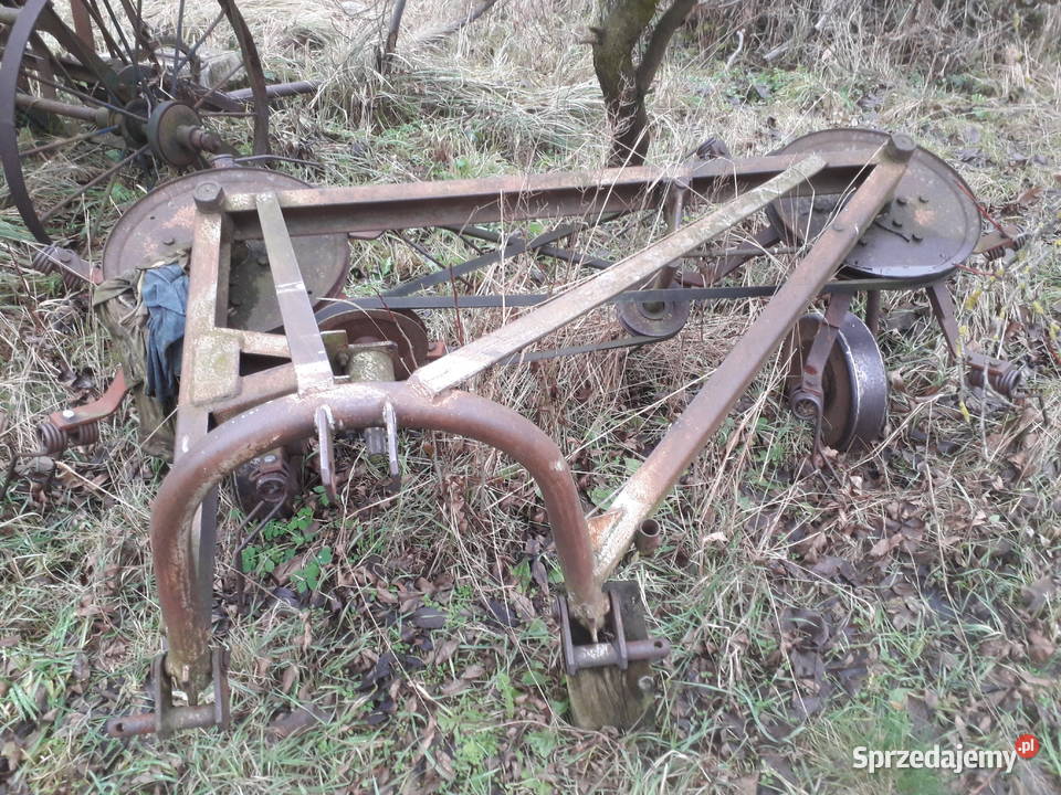 Pająk ważka do siana wielkopolskie Ostrzeszów