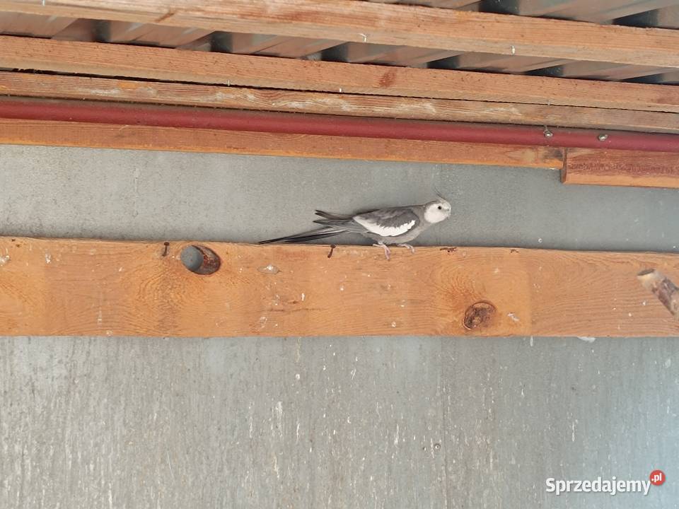 Papuga nimfa białogłowa samiec Przymiłowice