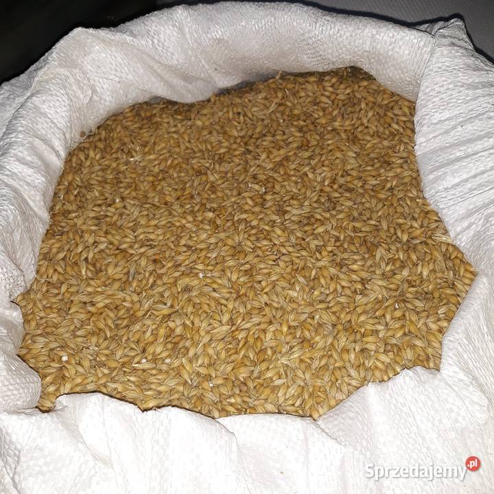 Sprzedam jęczmień ozimy Sandra