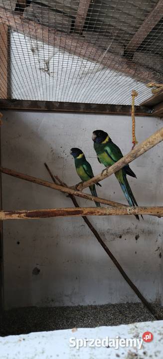 Bernard czarnogłowy Bochnia