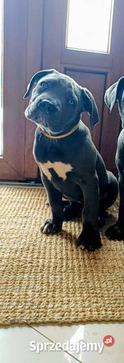 Suczka CANE CORSO Wola Duża