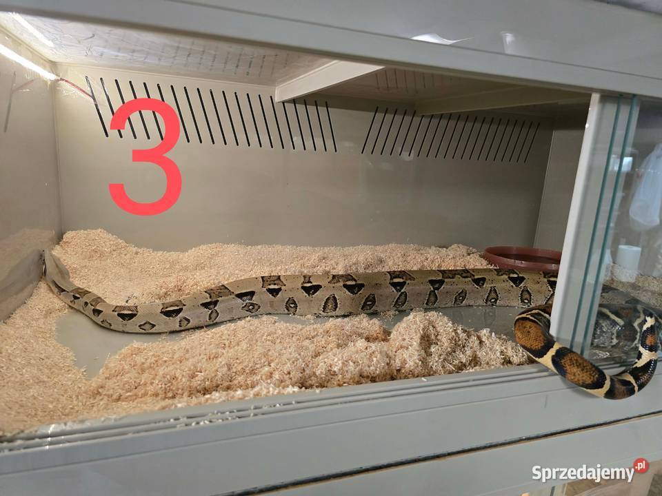 Boa cesarskie i pytony królewskie Gady i płazy sprzedam