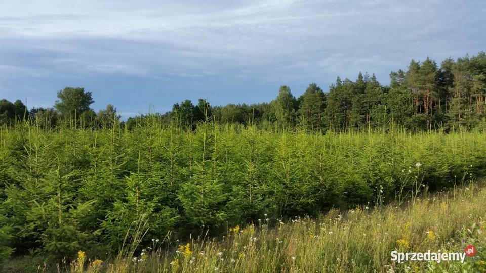Hurtowa sprzedaż choinek Plantacja Rezerwat Świerzno