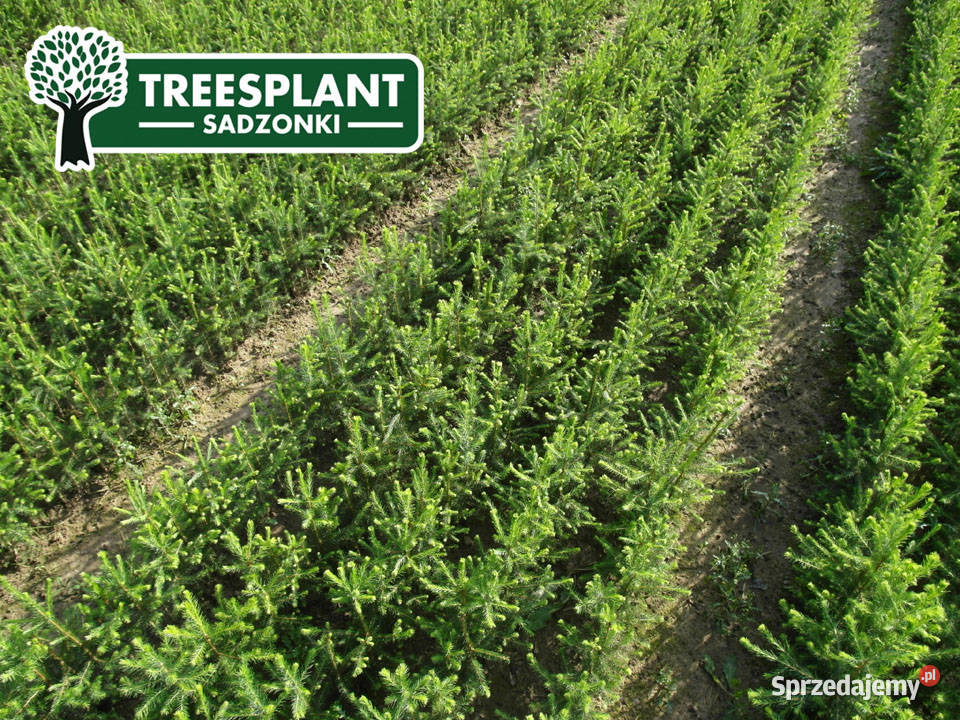 Sadzonki Świerk Pospolity Picea Abies 21 3050 Lublin