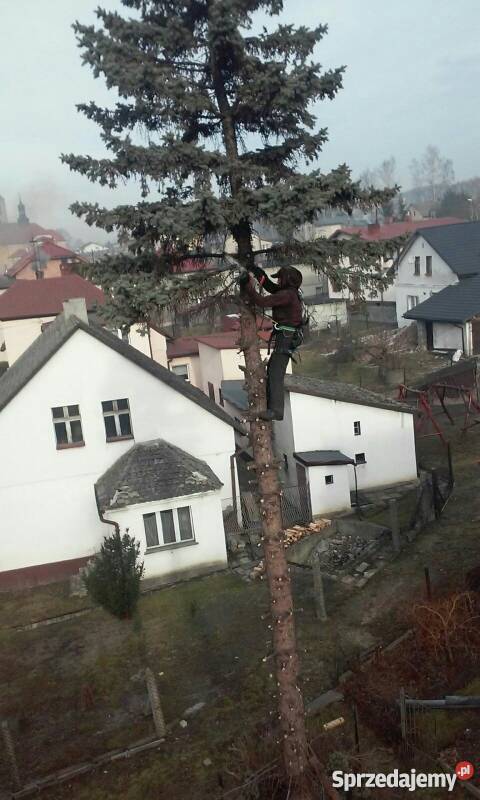 Wycinka drzew metoda tradycyjną śląskie Rybnik