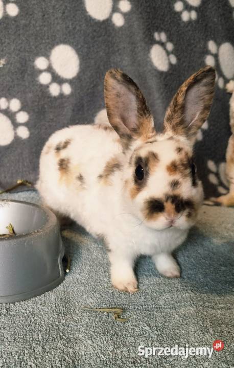 Królik Karzelek Mini Rex trójbarwny Katowice