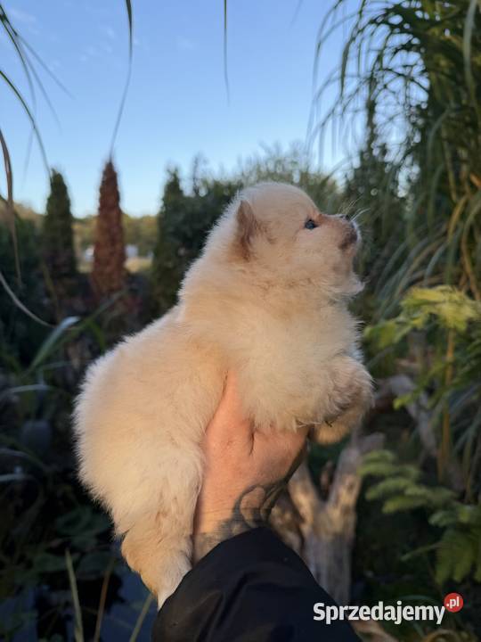 Szpic miniaturowy Pomeranian Gorzów Wielkopolski