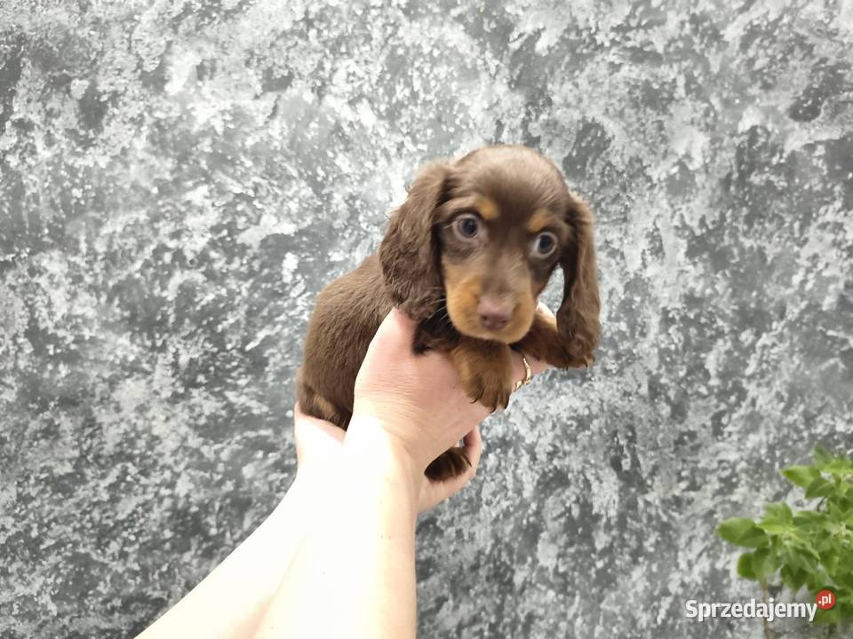 Jamnik długowłosy miniaturowy gold gen kremowy Żychlin