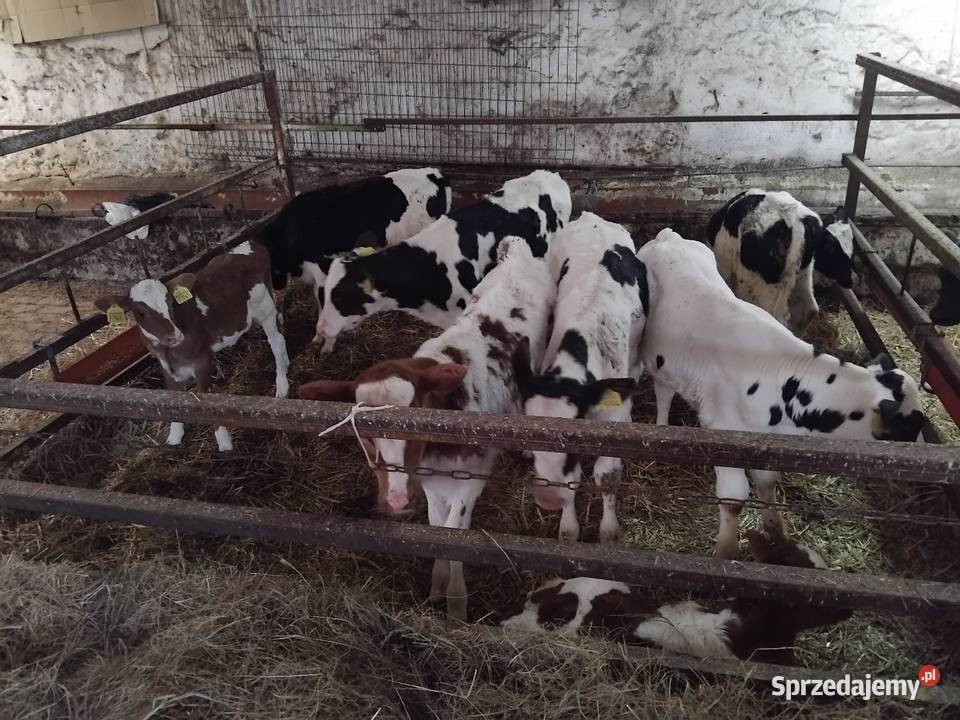 Cielaki na mleko Ogonowice sprzedam