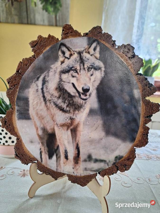 Obrazek na plastrze brzozy wilk Strzyżów