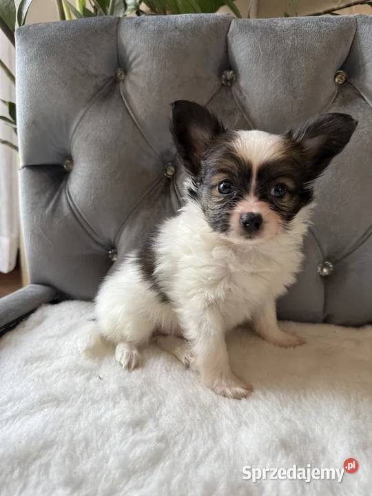 Papillon Spaniel Kontynentalny Miniaturowy Dudki