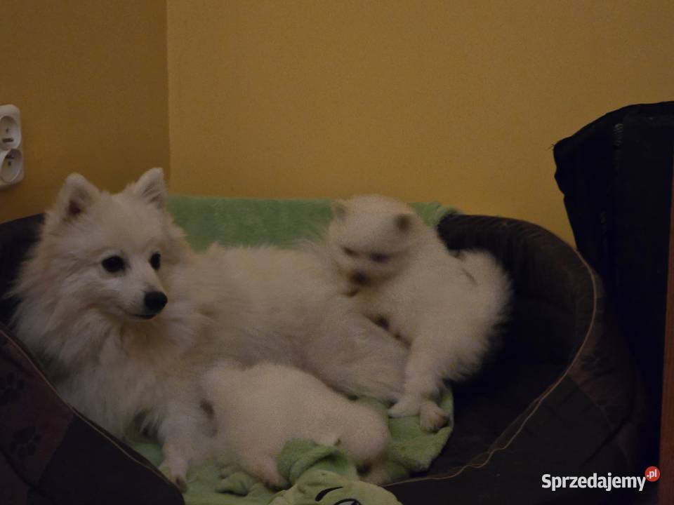 Szpic japoński Maszewo sprzedam