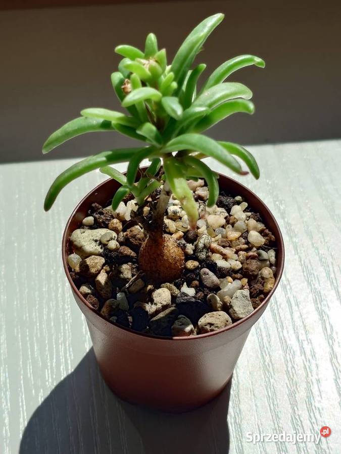 Delosperma bosseranum kaudeks miniatura Ice Rośliny domowe mazowieckie Warszawa