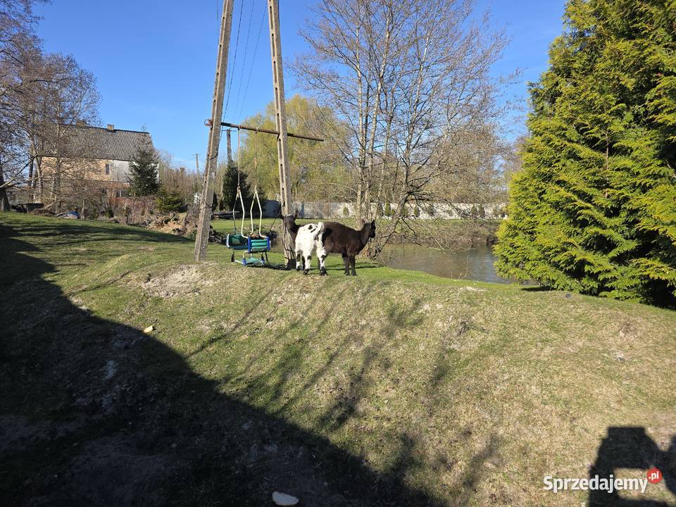 Parka koz miniaturek Białogard