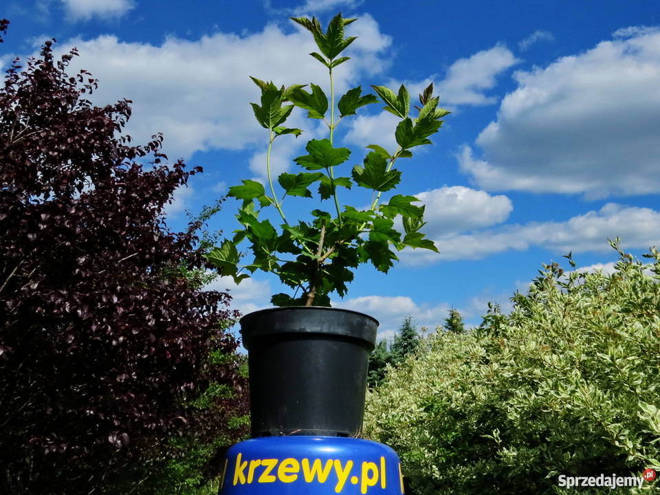 Kalina koralowa miododajna kwitnąca Miododajny Wisznice