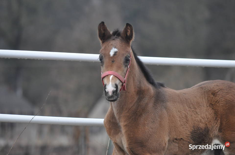 Ogierek małopolski źrebak Mogielnica
