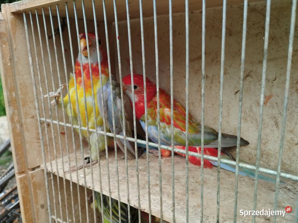 Papugi aleksandretty obrożne rozelle nimfy Mircze