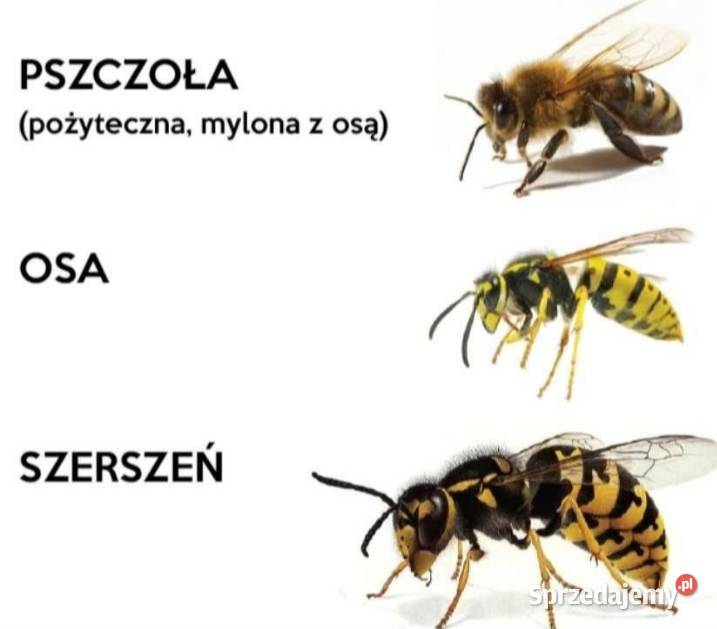 Usuwanie gniazd os i szerszeni Pozostałe usługi