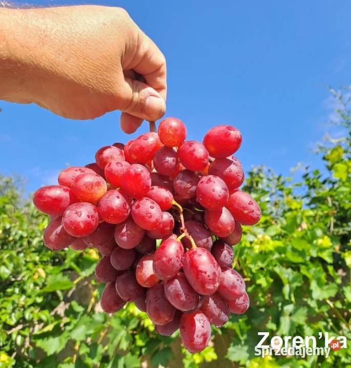 Sadzonki obiecujących odmian winogron mazowieckie Warszawa