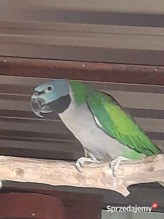 Aleksandretta Chińska Pakosław