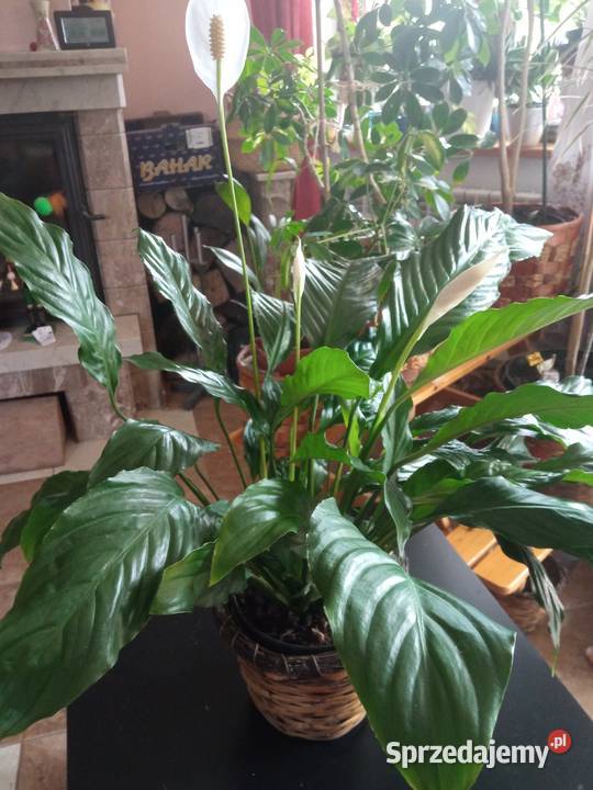 Skrzydłokwiat duży roślina domowa Nowy Sącz