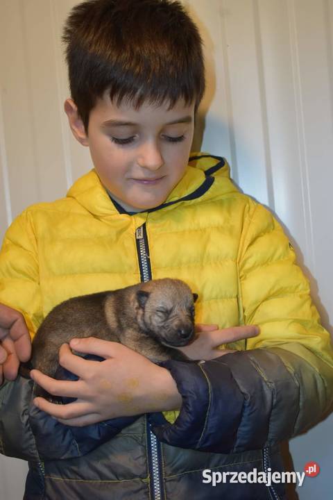 Wilczak czechosłowacki Sprzedam