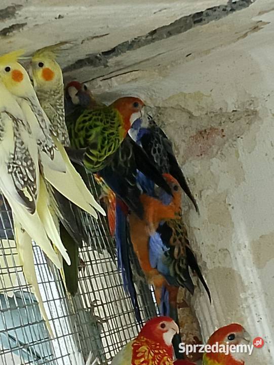 Sprzedam papugi rozelle sprzedam