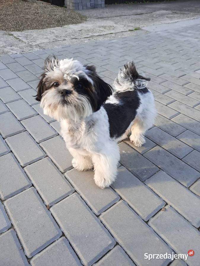 Sprzedam podkarpackie Krosno